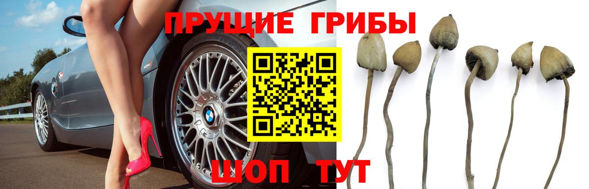 Галлюциногенные грибы прущие грибы  хочу   Выкса  Вход с VPN 